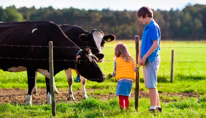 Foto: Zwei Kinder, die auf einem Bauernhof am Zaun einer Kuhweide zwei Kühe füttern.